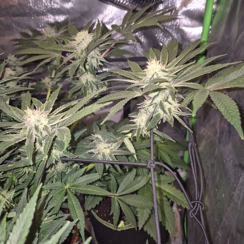 Mimosa evo Photo ♥️ Barney's Farm  growlog timeline photo