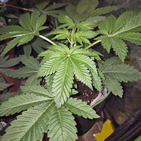 Moby 🍆  growlog timeline photo