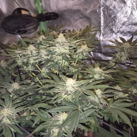 Mimosa evo Photo ♥️ Barney's Farm  growlog timeline photo