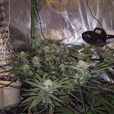 Mimosa evo Photo ♥️ Barney's Farm  growlog timeline photo