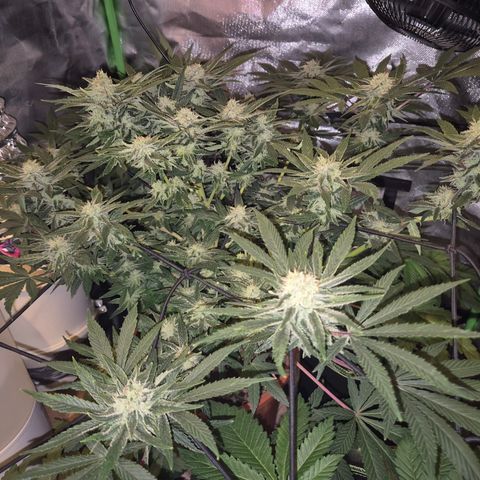 Mimosa evo Photo ♥️ Barney's Farm  growlog timeline photo