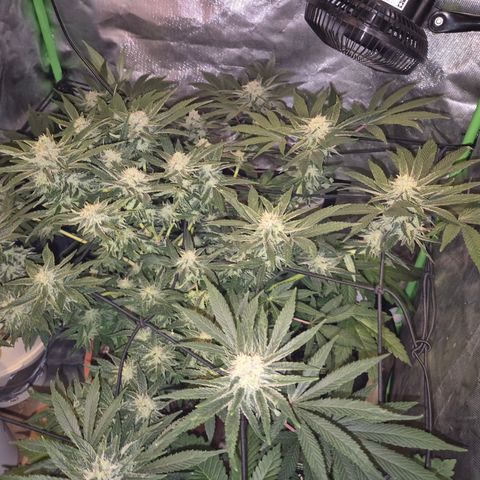 Mimosa evo Photo ♥️ Barney's Farm  growlog timeline photo