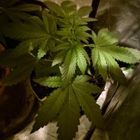 Black Domina 💃 growlog timeline photo