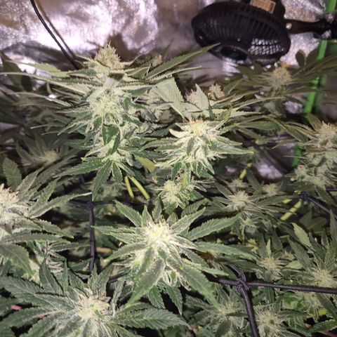 Mimosa evo Photo ♥️ Barney's Farm  growlog timeline photo