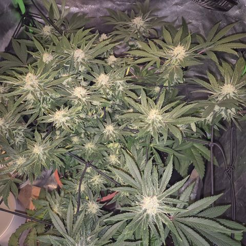 Mimosa evo Photo ♥️ Barney's Farm  growlog timeline photo