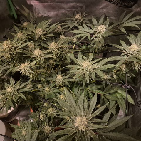 Mimosa evo Photo ♥️ Barney's Farm  growlog timeline photo