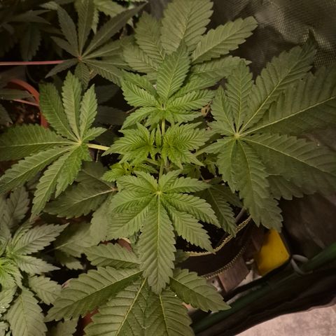 Moby 🍆  growlog timeline photo