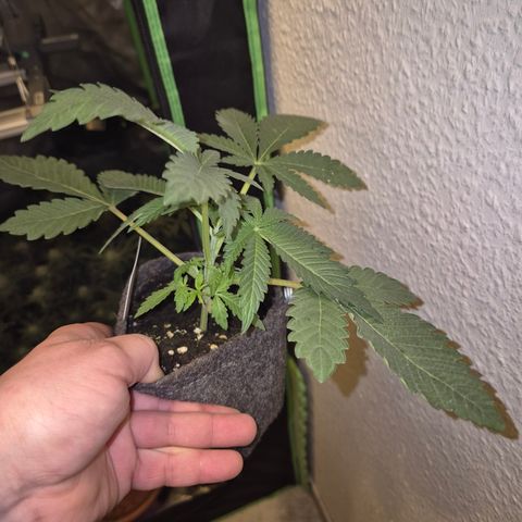 Apple crumble Ben growlog timeline photo