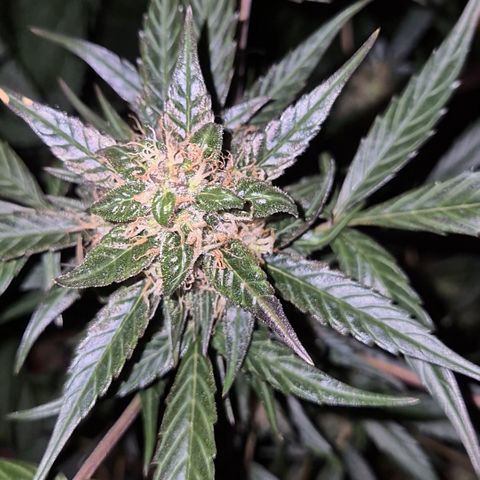 🌈 Zkittles auto🌈 growlog photo: 😍