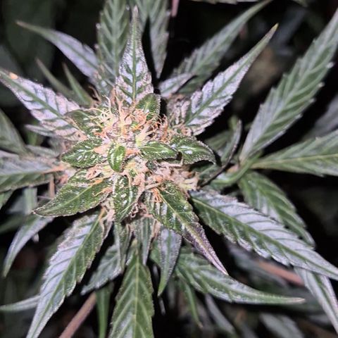 🌈 Zkittles auto🌈 growlog photo: 😍