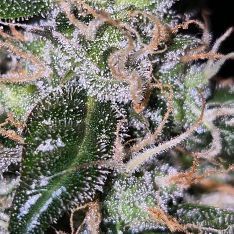 🌈 Zkittles auto🌈 growlog photo: Sie beginnt zu purpeln, oben😅