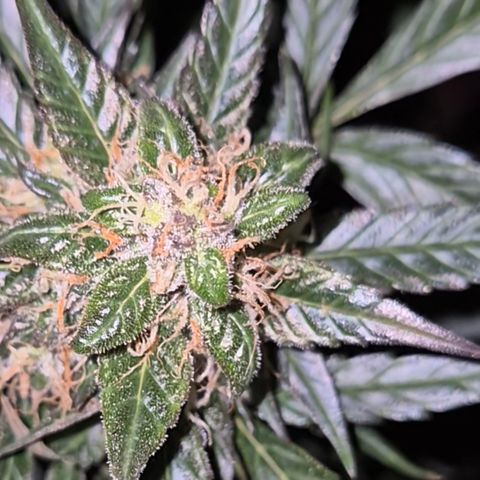 🌈 Zkittles auto🌈 growlog photo: Sie beginnt zu purpeln, oben😅