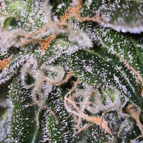 🌈 Zkittles auto🌈 growlog photo: Sie beginnt zu purpeln, oben😅