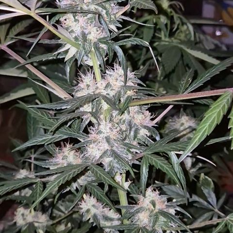 🌈 Zkittles auto🌈 growlog photo: Sie beginnt zu purpeln, oben😅