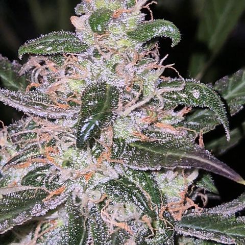 🌈 Zkittles auto🌈 growlog photo: Sie beginnt zu purpeln, oben😅
