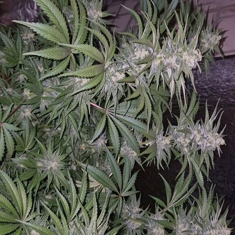 DieAnnas  #2 amnesia lemon/ungedämmter Dachboden growlog timeline photo
