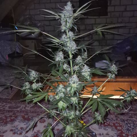 🌈 Zkittles auto🌈 growlog photo: Mini