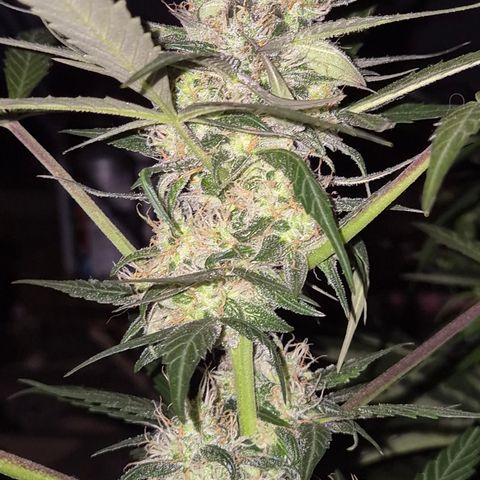 🌈 Zkittles auto🌈 growlog photo: Mini