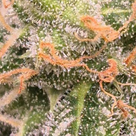 🌈 Zkittles auto🌈 growlog timeline photo