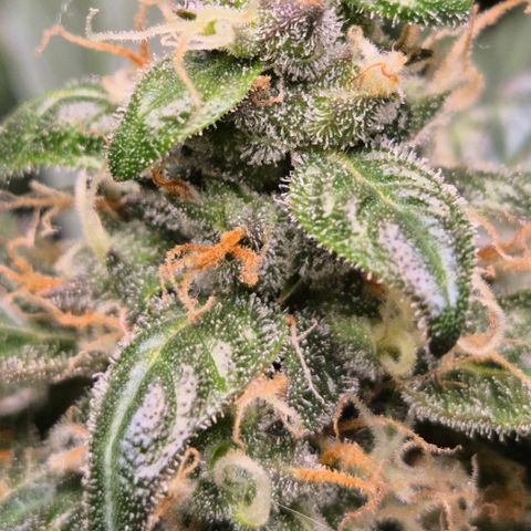 🌈 Zkittles auto🌈 growlog timeline photo