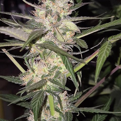 🌈 Zkittles auto🌈 growlog photo: Mini