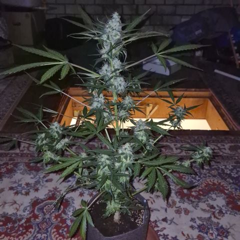 🌈 Zkittles auto🌈 growlog photo: Mini