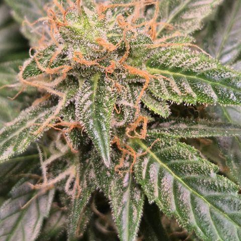🌈 Zkittles auto🌈 growlog timeline photo