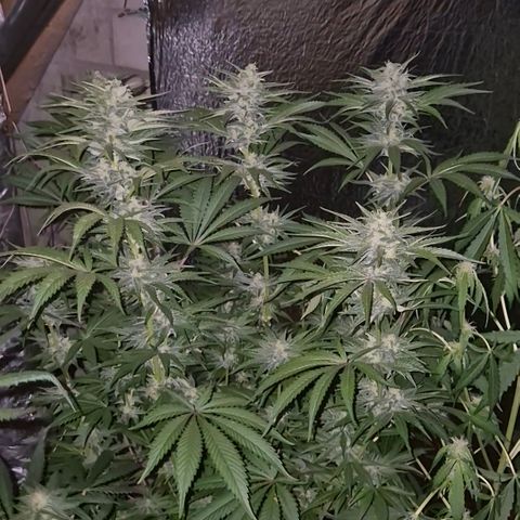 DieAnnas  #2 amnesia lemon/ungedämmter Dachboden growlog timeline photo