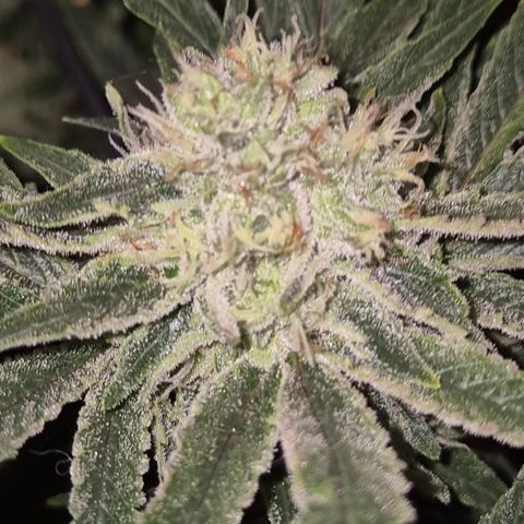 Mimosa evo Photo ♥️ Barney's Farm  growlog timeline photo