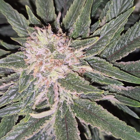 Mimosa evo Photo ♥️ Barney's Farm  growlog timeline photo