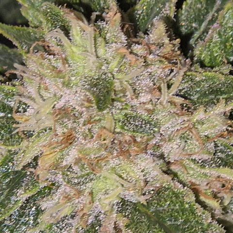 Mimosa evo Photo ♥️ Barney's Farm  growlog timeline photo