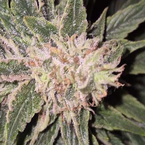 Mimosa evo Photo ♥️ Barney's Farm  growlog timeline photo