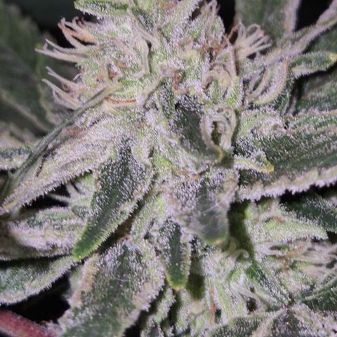 Mimosa evo Photo ♥️ Barney's Farm  growlog timeline photo