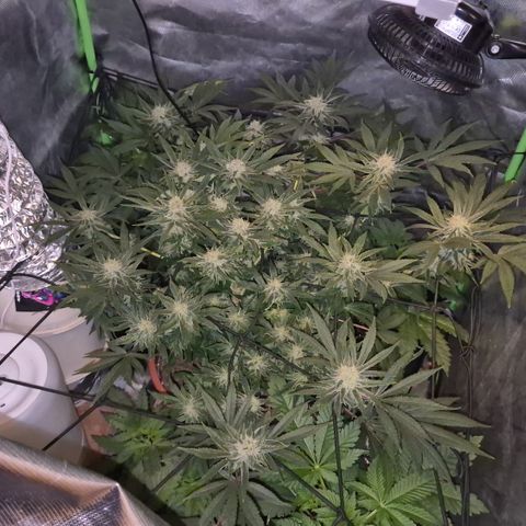 Mimosa evo Photo ♥️ Barney's Farm  growlog timeline photo