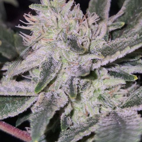 Mimosa evo Photo ♥️ Barney's Farm  growlog timeline photo