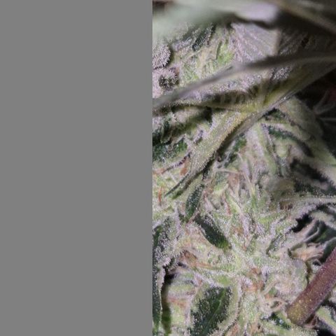 Mimosa evo Photo ♥️ Barney's Farm  growlog timeline photo