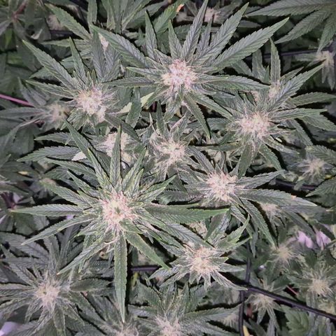 Mimosa evo Photo ♥️ Barney's Farm  growlog timeline photo