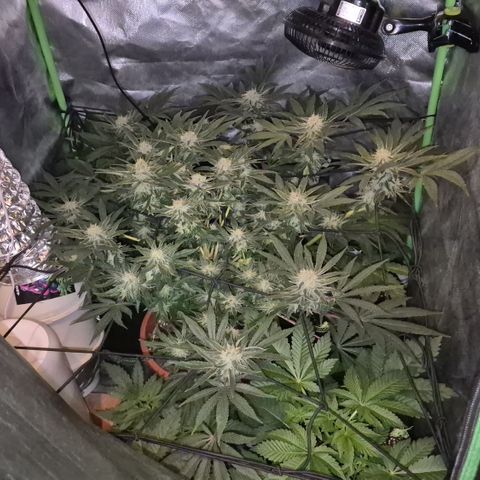 Mimosa evo Photo ♥️ Barney's Farm  growlog timeline photo