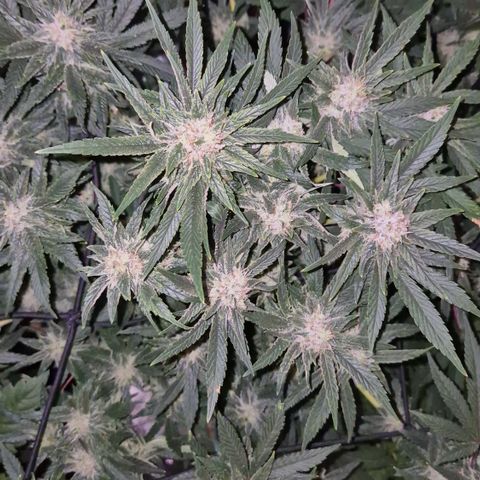 Mimosa evo Photo ♥️ Barney's Farm  growlog timeline photo