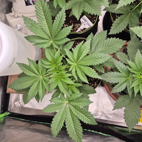 Moby 🍆  growlog timeline photo