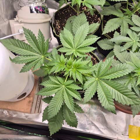 Moby 🍆  growlog timeline photo