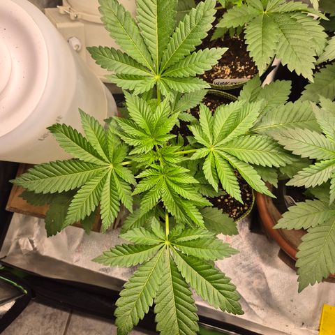 Moby 🍆  growlog timeline photo