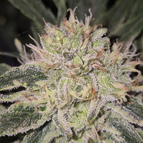 Mimosa evo Photo ♥️ Barney's Farm  growlog timeline photo
