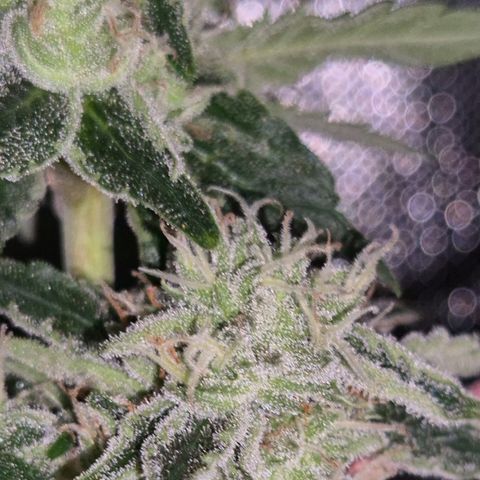 Mimosa evo Photo ♥️ Barney's Farm  growlog timeline photo