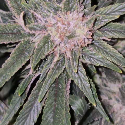 Mimosa evo Photo ♥️ Barney's Farm  growlog timeline photo