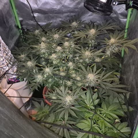 Mimosa evo Photo ♥️ Barney's Farm  growlog timeline photo