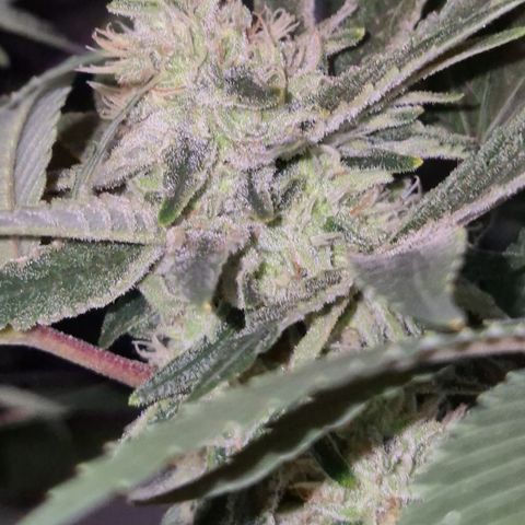 Mimosa evo Photo ♥️ Barney's Farm  growlog timeline photo