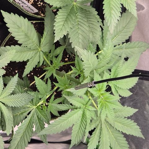 Black Domina 💃 growlog timeline photo