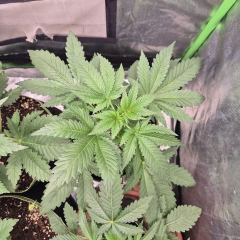 Black Domina 💃 growlog timeline photo