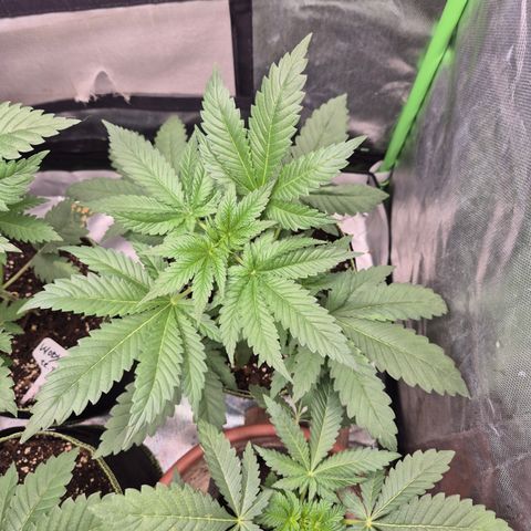 Black Domina 💃 growlog timeline photo